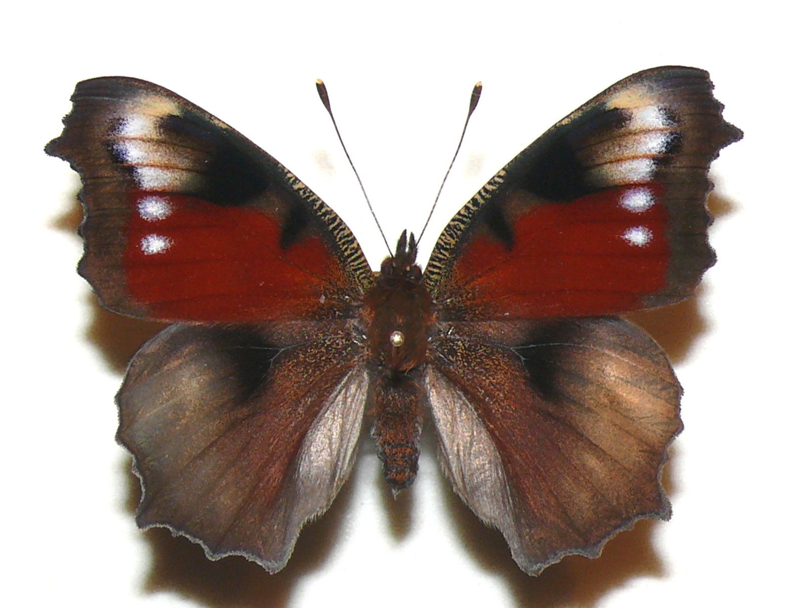 Aglais io female (peacock aberration) Internet Image property of respective owner, non-commercial use only